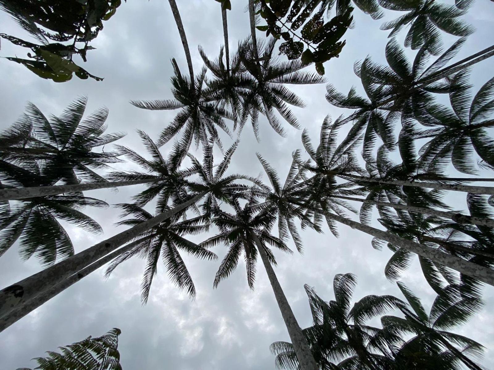 Amazon Acai Lodge Leticia Zewnętrze zdjęcie